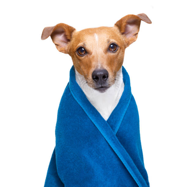 istock dog in  wellness spa 936205818