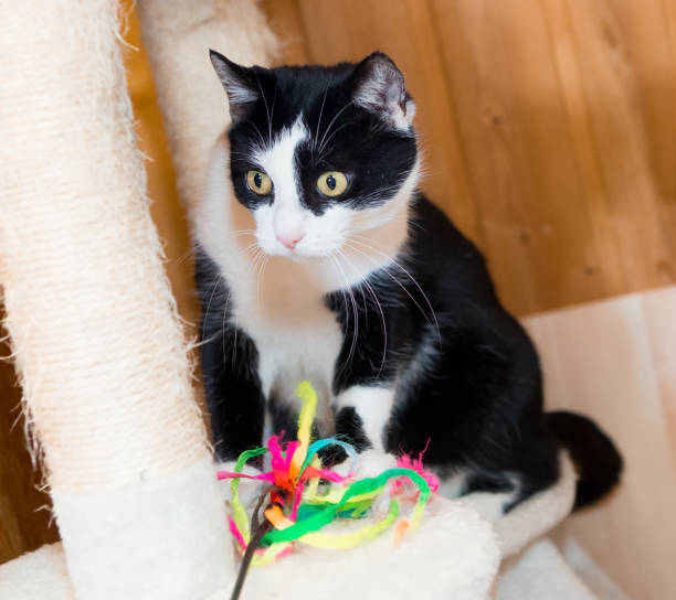 cat plays with toy, have fun,