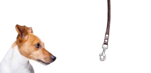 istock dog  with leash waiting for a walk 936205924