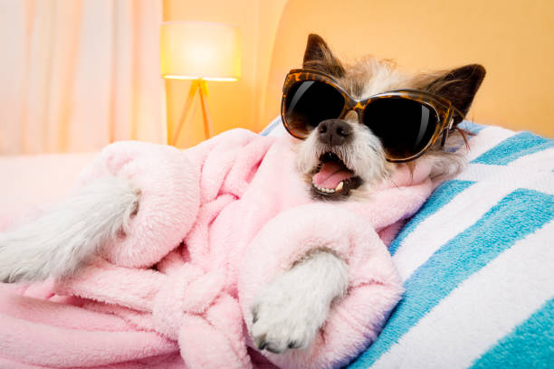 dog spa wellness salon cool funny  poodle dog resting and relaxing in   spa wellness salon center ,wearing a  pink  bathrobe and fancy sunglasses diva stock pictures, royalty-free photos & images