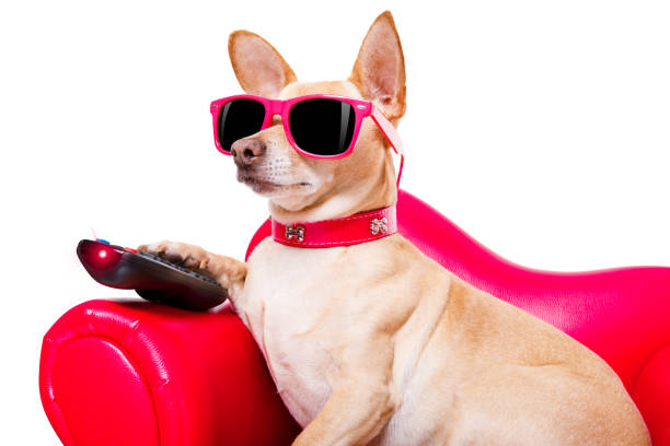 istock dog watching tv on the couch 936205994