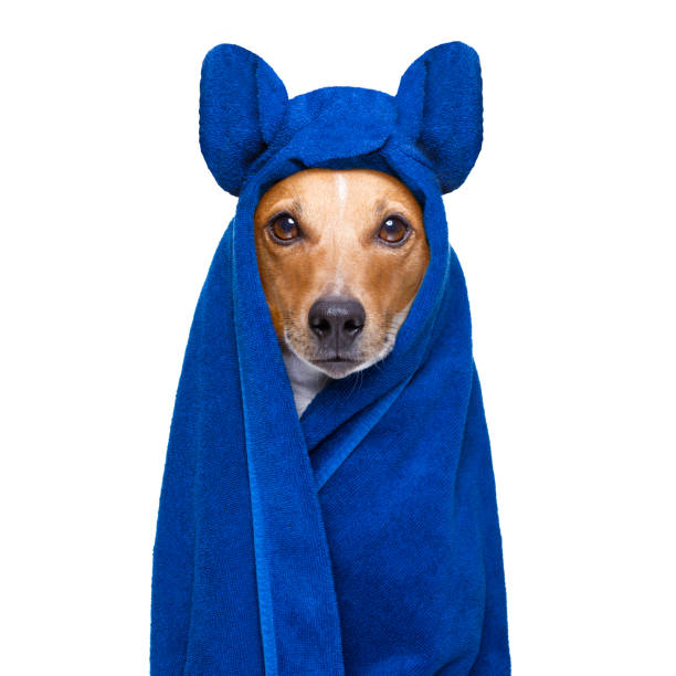 istock dog in  wellness spa 936206070