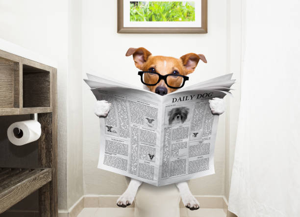 dog on toilet seat reading newspaper stock photo