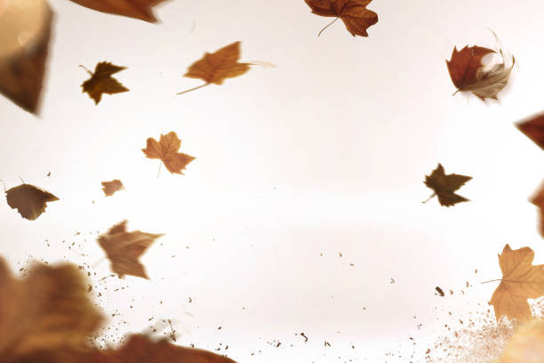 istock isolated autumn leaves 936212642