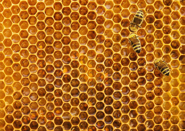Bees at the honeycomb Bees on the honeycomb background, texture with copy space apiculture photos stock pictures, royalty-free photos & images
