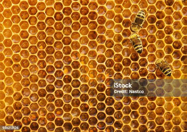Bees At The Honeycomb Stock Photo - Download Image Now - Beehive, Honeycomb - Animal Creation, Bee