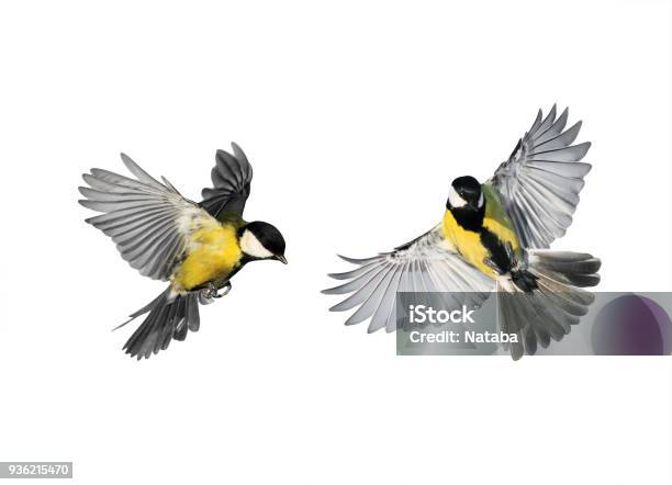 Couple Of Little Birds Chickadees Flying Toward Spread Its Wings And Feathers On White Isolated Background Stock Photo - Download Image Now