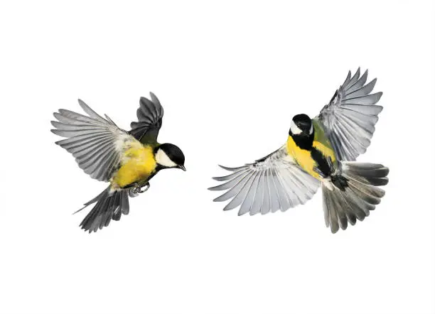 Photo of couple of little birds chickadees flying toward spread its wings and feathers on white isolated background