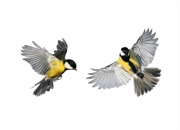 пара маленьких птиц chickadees летит к распространению крылья и перья на белом изолированном фоне - птица стоковые фото и изображения