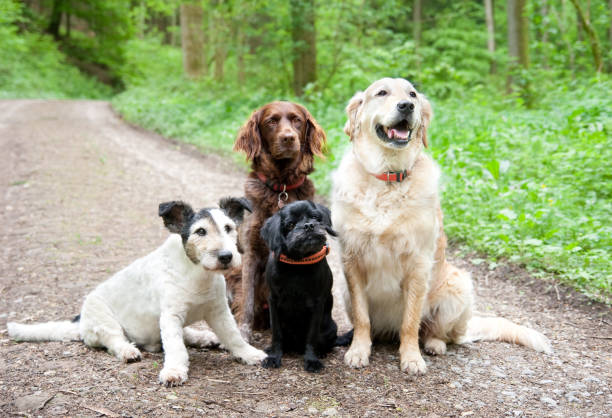 istock Four old Dogs in the forest 936221838
