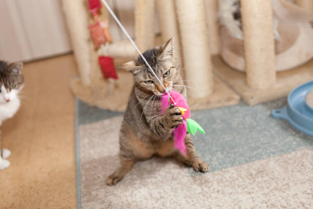 istock playful gray and white tabby cat; view from above 936222040