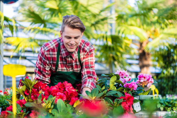 experienced and dedicated handsome young florist grooming red potted houseplants - florist flower market flower store imagens e fotografias de stock