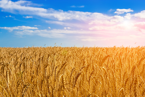 Golden wheat field on the background of hot summer sun and blue sky with white clouds.
