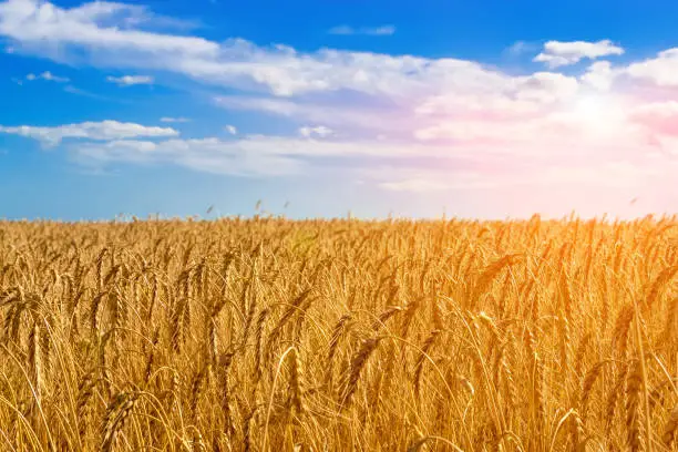 Photo of Golden field of wheat.