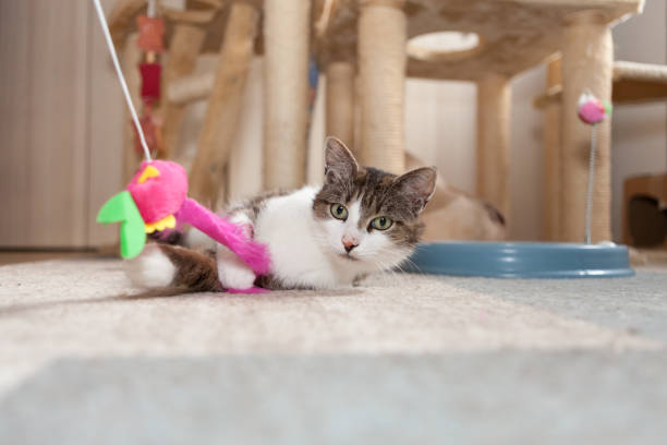 istock gray and white shorthair cat play with toy 936223390