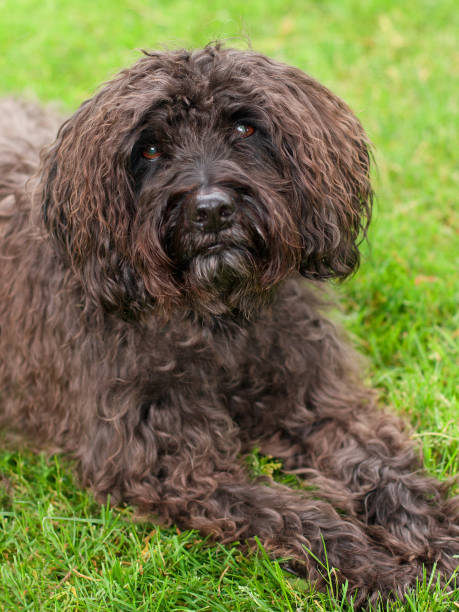 istock Elderly brown dog looking at camera 936232422