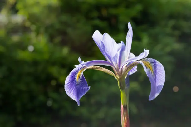 Photo of True Water Iris flower. Copy space. Iris versicolor.