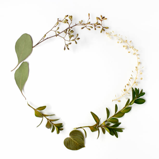 istock Round circle frame made of green branches and leaves on white background. Flat lay, top view 936238390