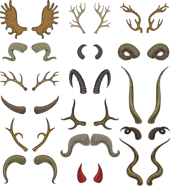 Horn vector horned wild animal and deer or antelope antlers illustration set of horny hunting trophy of reindeer isolated on white background.