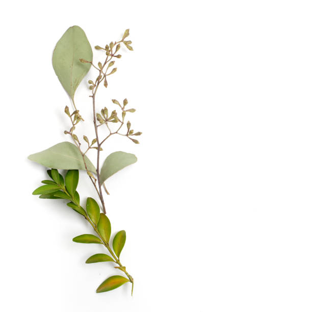 Leaf pattern. Frame made of green leaves on white background. Flat lay, top view, copy space
