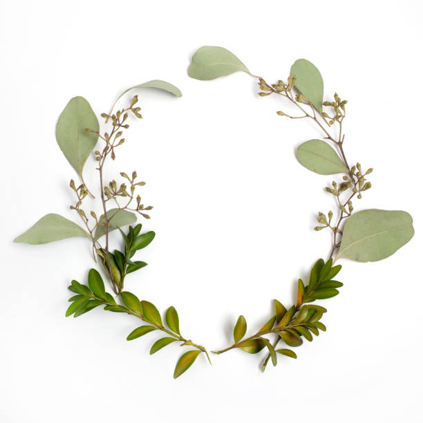 istock Round circle frame made of green branches and leaves on white background. Flat lay, top view 936244912