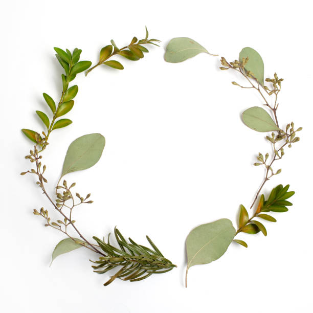 istock Round circle frame made of green branches and leaves on white background. Flat lay, top view 936249168