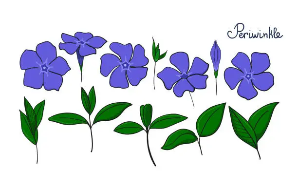 Vector illustration of Set Isolation elements of periwinkle. flowers, buds and leaves of vinca.