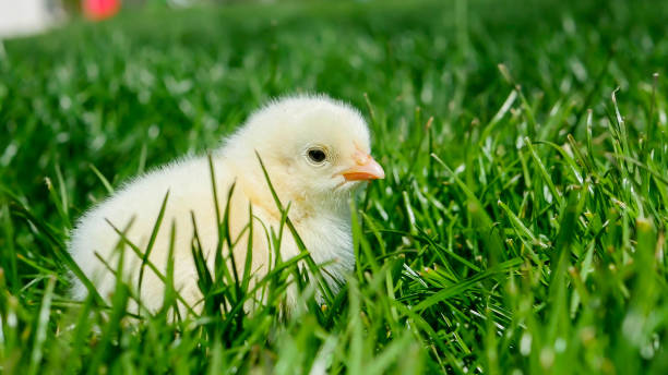 istock Alone small chick hiding in spring grass and try to sleep 936257132