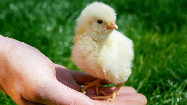 istock Brave small chicken sitting on man's hand and looking around. One day chick in nature 936257168