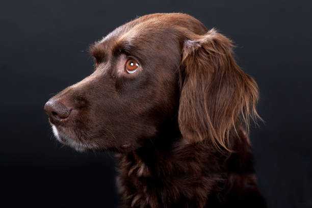 istock Dog portrait brown old dog 936257458