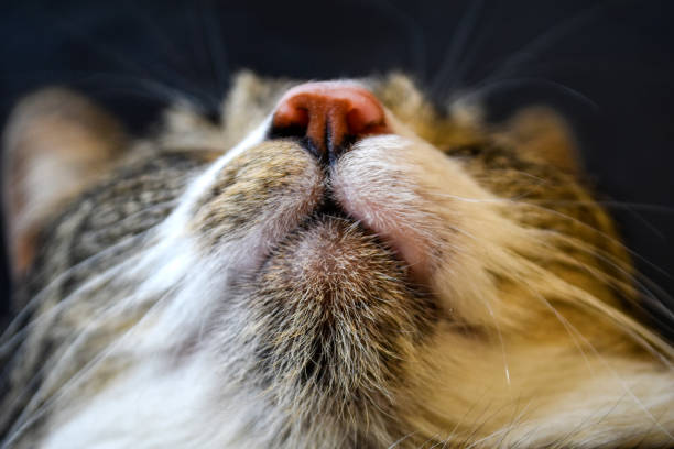 istock Relaxed cute, striped and sleeping cat 936258592