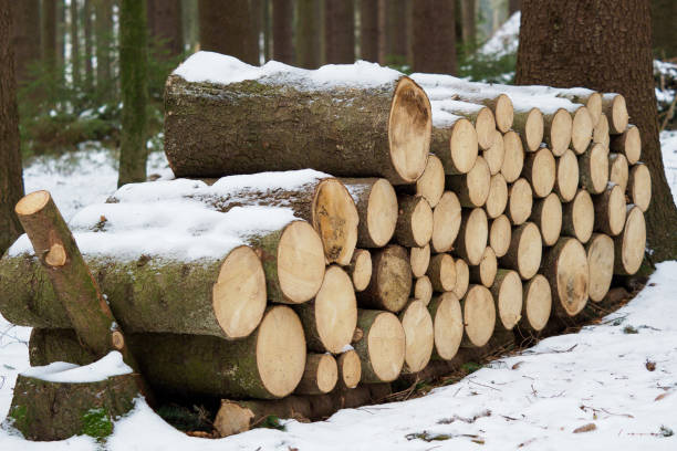 istock Spruce wood in the background. Firewood stack. 936267636