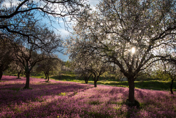 Casarrubios del Monte, Toledo, Spain. A beautiful blooming almond tree stands in a green field in the countryside, illuminated by the morning sun