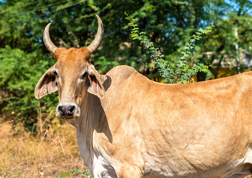 Cow in Champaner-Pavagadh Archaeological Park - Gujarat state of India