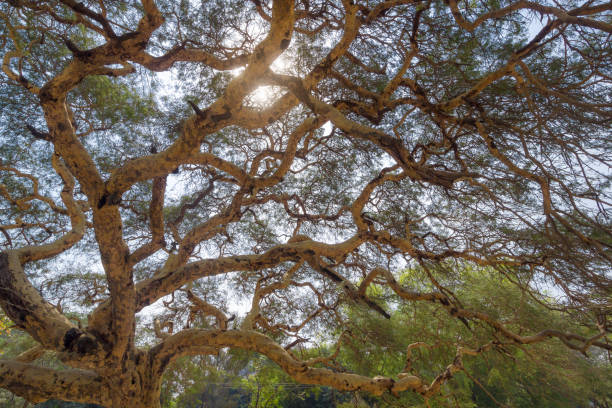 istock Detailed branches of the Acacia tree 936273556