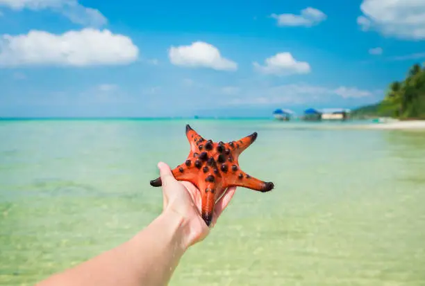 Starfish in human hand on turquoise tropical beach.