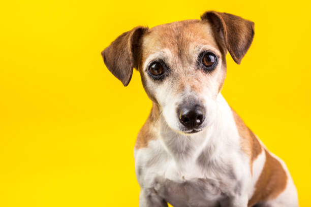 istock Amazing expressive eyes dog's portrait on yellow background 936277364