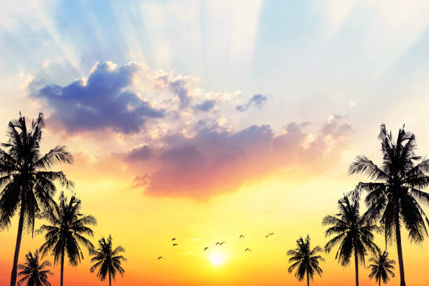 Coconut seaside landscape in the sunset (sunrise)