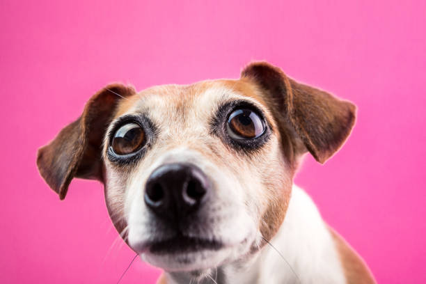 surprised dog with large expressive bulging eyes on pink background - terrier jack russell imagens e fotografias de stock
