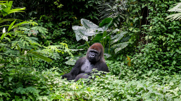 istock Gorilla Silver Mountain at the Tropical Jungle 936278694
