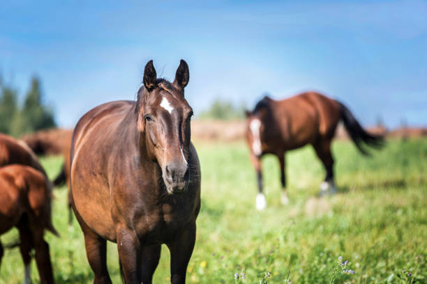 groupe de chevaux sur le pâturage. - paddock photos et images de collection