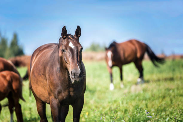 istock Group of horses on the pasture. 936278944
