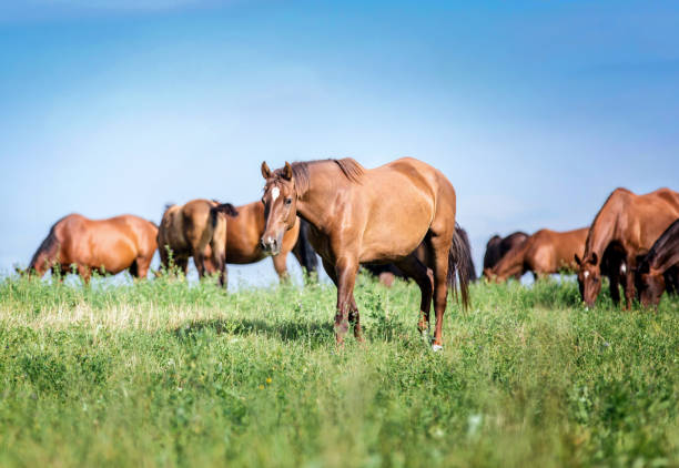 istock Group of horses on the pasture. 936278974