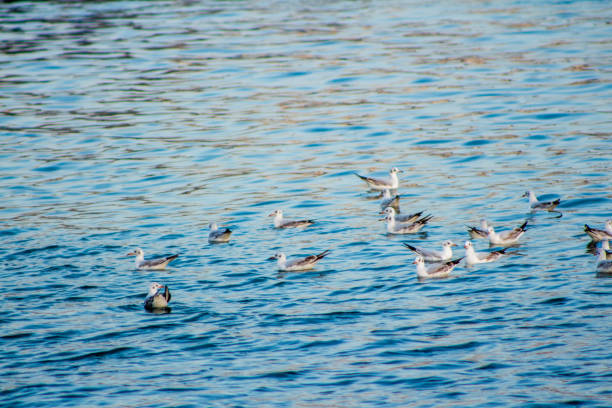 istock Seagull eating fishes Using different backgrounds the bird becomes more interesting and blends with the colors These birds are native to Asia 936280560