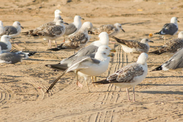 istock Seagull eating fishes Using different backgrounds the bird becomes more interesting and blends with the colors These birds are native to Asia in oman muscat 936283112
