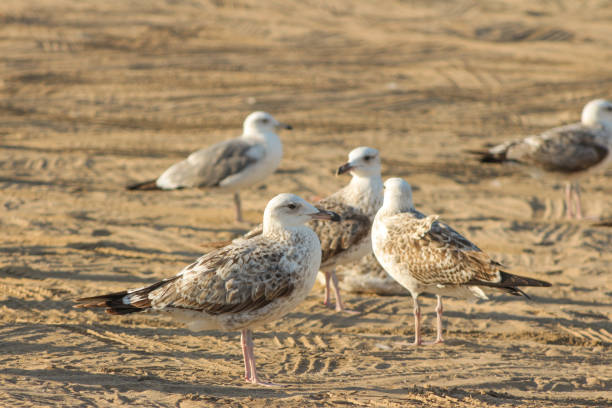 istock Seagull eating fishes Using different backgrounds the bird becomes more interesting and blends with the colors These birds are native to Asia in oman muscat 936283374