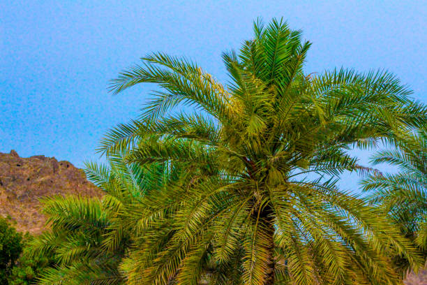 green park in dubai - uae