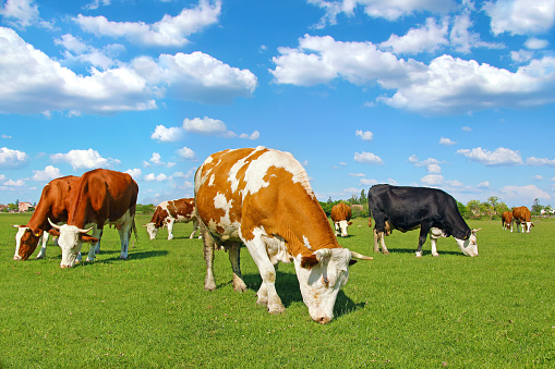 Cows grazing on pasture, landscape