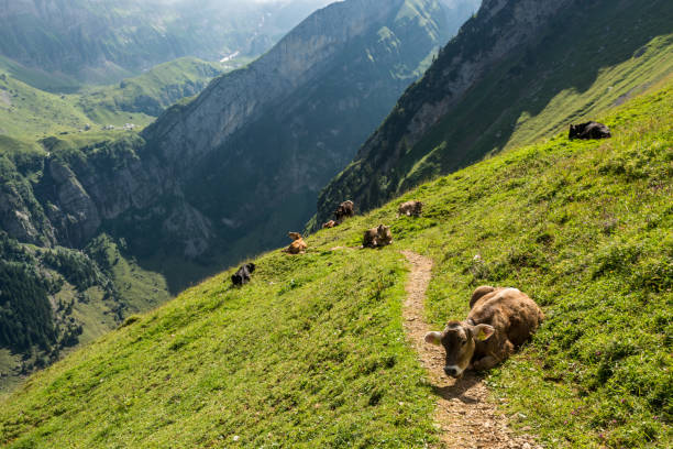 istock Cows blocking walking trail during high mountain hike in Swiss Alps 936292654