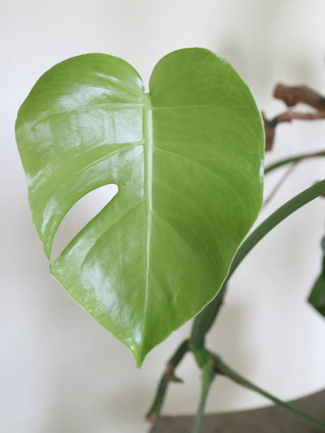 istock green leaves of tropical plants 936293922